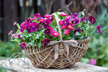 Korb mit lila und roten Hornveilchen und Maßliebchen als Frühlingsdekoration