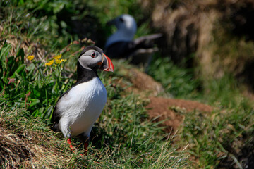 Puffin at the bird colony of Hafnarhólmi, Eastfjords, Borgarfjördur, Iceland