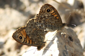 Fototapeta premium accouplement de paillons satyre
