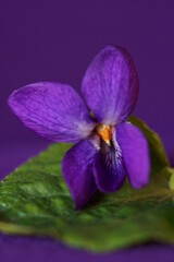 Obraz premium Spring flower - Purple viola, Viola Odorata