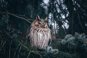Asio otus on tree in forest