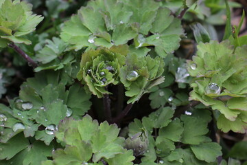 grass plants spring fern flowers in the garden earth green Aquilegia