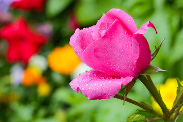 Pink flower in garden,Helgeland,Nordland county,Norway,scandinavia,Europe	