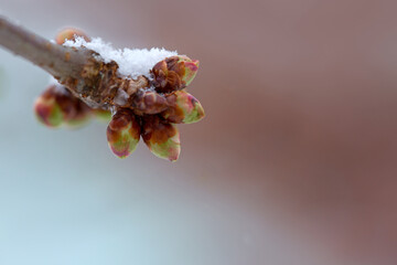 Flowering cherry covered with white snow. Spring background.
