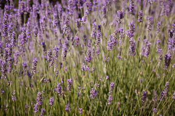 Beautiful lavender flower in summer, selective and soft focus on lavender flower