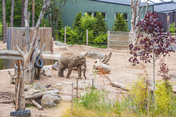 Beautiful view of young cute elephant in zoo aviary. Wild animals concept. Sweden.