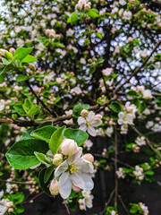 tree blossom