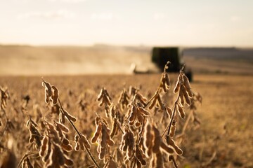 soybean harvest on sunset