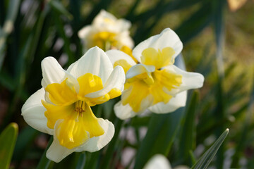 Fototapeta na wymiar daffodils in the garden