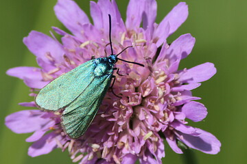 papillon zygène turquoise sur une fleur de scabieuse
