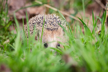 hedgehog in the grass