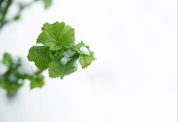 Close up of a green currant leaves with snow. Spring background.