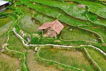 vineyard © Sashko