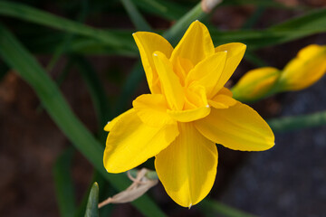 yellow daffodil flower