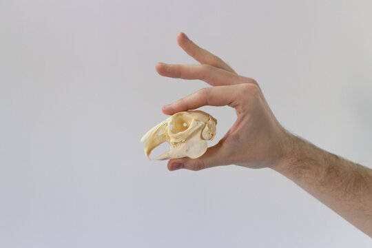 Man's hand holding a rabbit skull on white background