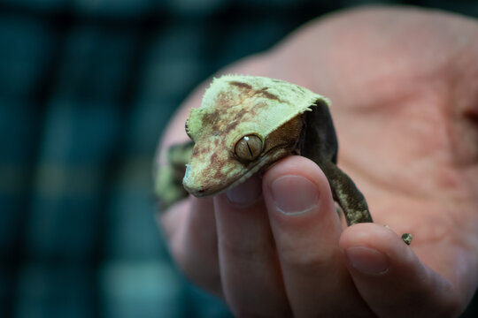 green and yellow lizard in human hand with large eyes against cool background