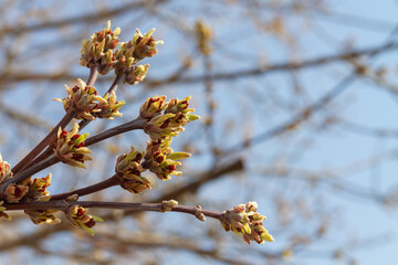 The buds on the branches of the maple blossom on a warm spring day