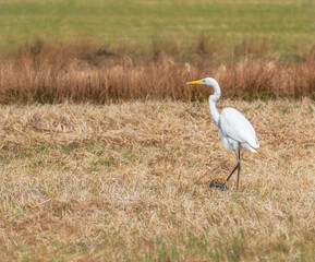 Obraz na płótnie Canvas White great egret standing in a meadow