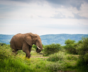 Elefante Africano