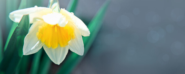 Fototapeta na wymiar White double daffodil flowers in sunlight.