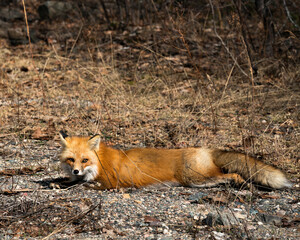 Red Fox Photo Stock. Fox Image. Close-up resting looking at camera in the spring season with blur foliage background in its environment and habitat  Picture. Portrait.