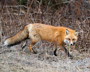Naklejka na ściany i meble Red Fox Photo Stock. Fox Image. Close-up side view, foraging in the field with blur spring foliage background in its environment and habitat displaying fox tail, fur. Picture. Portrait.