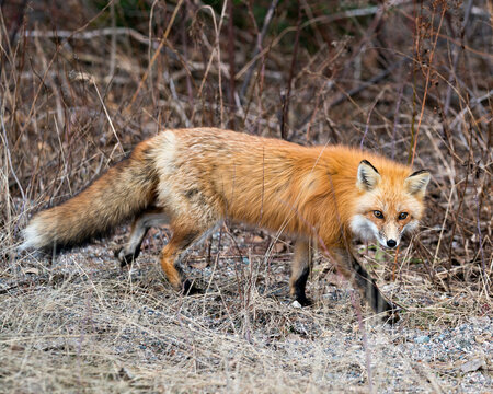 Red Fox Photo Stock. Fox Image. Close-up side view, foraging in the field with blur spring foliage background in its environment and habitat displaying fox tail, fur. Picture. Portrait.