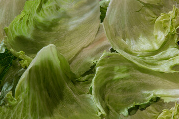 close-up: green leaves of iceberg lettuce