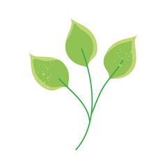 round leaves foliage
