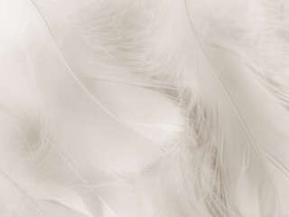 Obraz premium Beautiful abstract gray feathers on white background, soft white feather texture on white texture pattern, light pink theme wallpaper, black feather background, white gradient frame banners