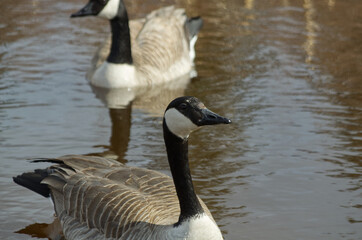 Naklejka na ściany i meble A pair of Canada Geese (Branta Canadensis) in a Pond