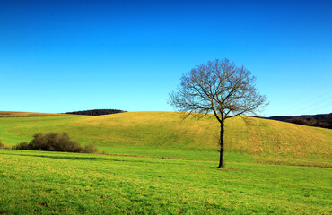 Fototapeta na wymiar Spring landscape with blue sky and tree .
