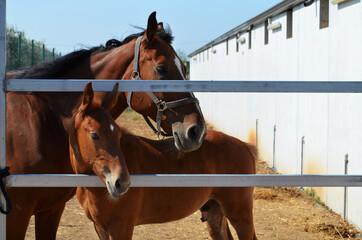 Cavallo