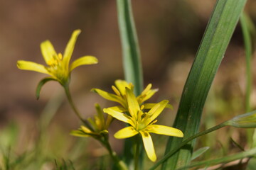 Obraz premium Spring yellow flowers - yellow star-of-Bethlehem, Weidegeelster, Gagea pratensis