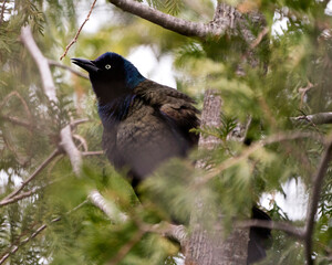 Grackle Bird Photo Stock. Close-up profile view head shot, perched on a cedar branch  in its habitat and environment. Image. Picture. Portrait.