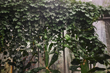 Old fashion orangery. Exotic plant collection. Winter garden. Green color of nature plant and leaf environment greenery concept.