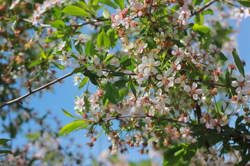 blossom in spring