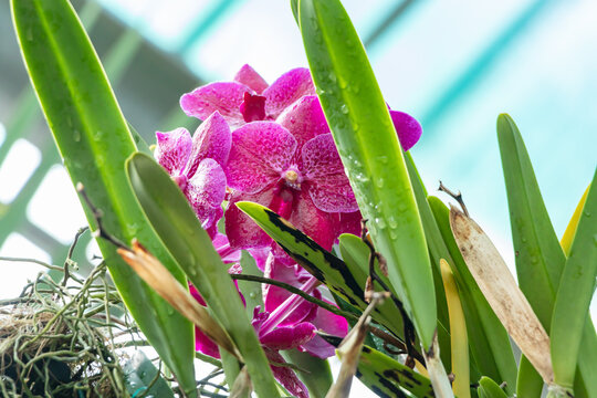 Ascocenda princess mikasa pink, Asco Royal Sapphire x Vanda coerulea, Ascocenda, is a man-made hybrid orchid genus resulting from a cross between Ascocentrum and Vanda