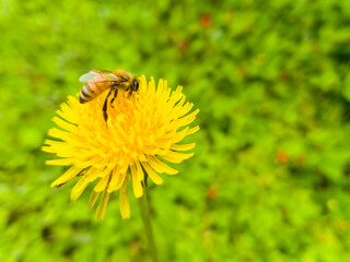 Yellow dandelion and bee in the summer green meadow.