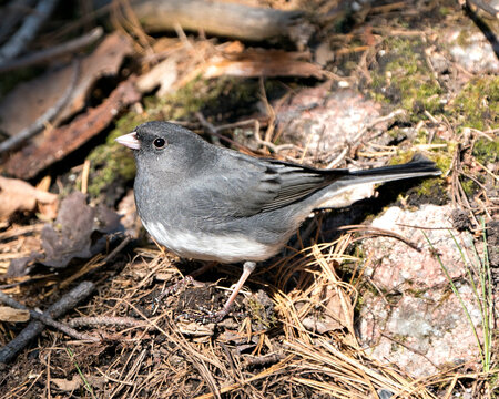 Junco Stock Photo. Standing on hay and moss rock, displaying grey feather plumage, head, eye, beak, with a blur background in its environment and habitat. Image. Picture.
