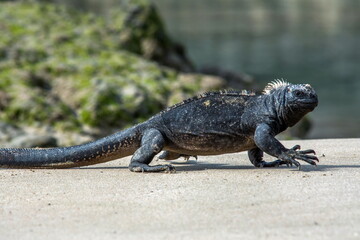 Marine Iguana on Isabela Island Galapagos