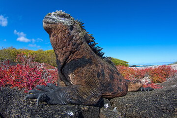 Fototapeta premium Marine Iguana on Isabela Island Galapagos