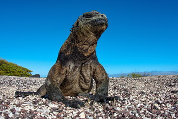 Marine Iguana on Isabela Island Galapagos