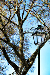 Branches of tree under blue sky background