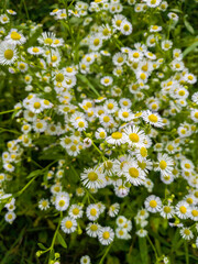 Chamomile or daisy flower on the green natural background, close up image