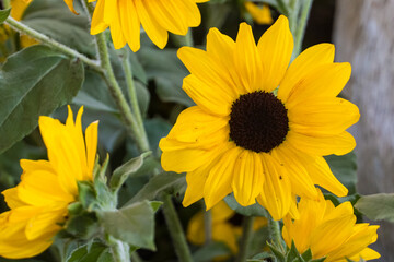 Bright yellow gebera daisy (Gerbera jamesonii) in a garden. Also called Barberton daisy, Transvaal daisy, and as Barbertonse madeliefie.