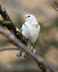 Bunting bird Photo Stock. Close-up view, perched on a tree branch with a blur background in its environment and habitat. Image. Picture. Portrait.