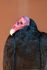 A turkey vulture or buzzard (Cathartes aura) very close up showing off pink head and white beak along with black feathers.