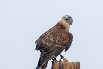 A long legged buzzard (Buteo Rufinus) perched on a pole showing off its wing feathers in conservation center
