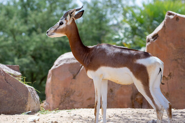 Dama or Mhorr Gazelle at the Al Ain Zoo (Nanger dama mhorr) in rocks.